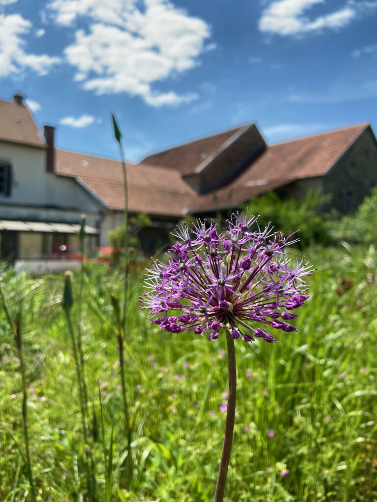 Fleur dans le jardin de la Cense des Possibles